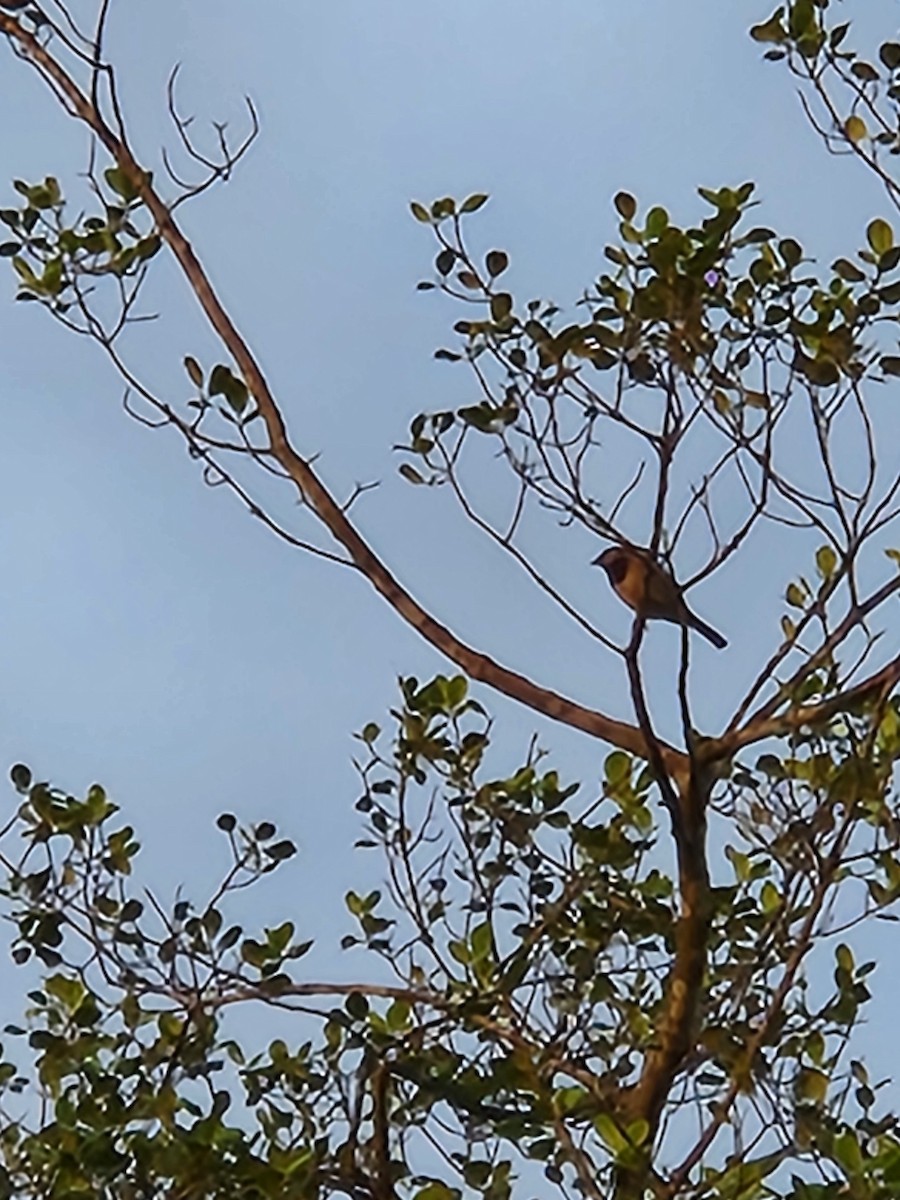 Carolina Chickadee - ML637855507