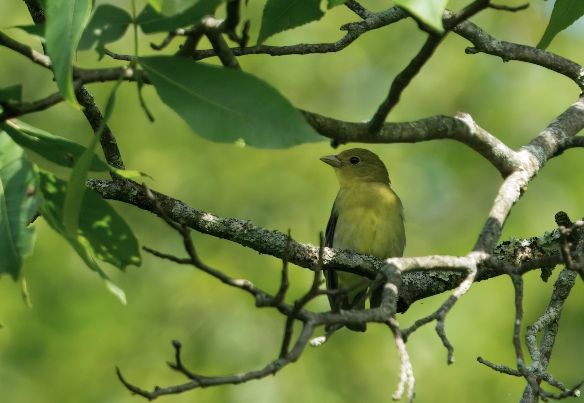 Scarlet Tanager - ML637855517