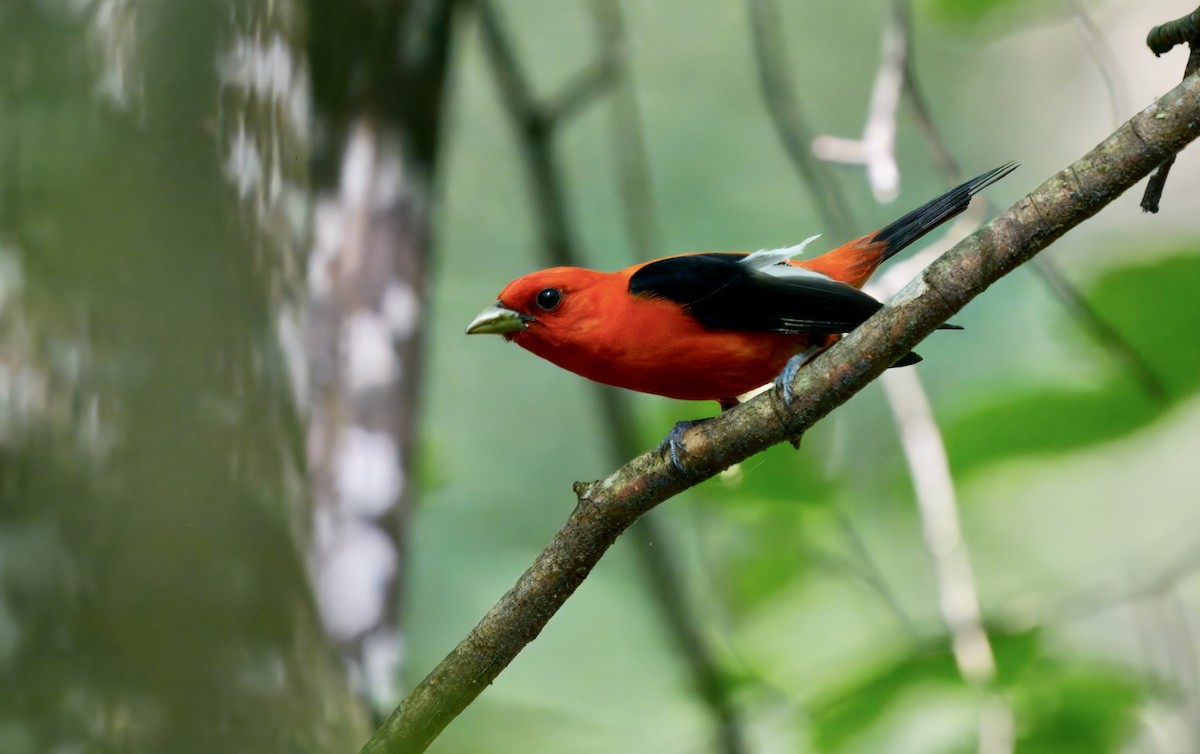 Scarlet Tanager - ML637855518