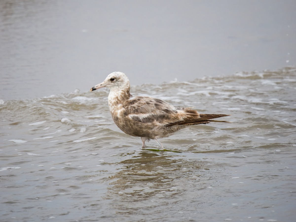 California Gull - ML637855521