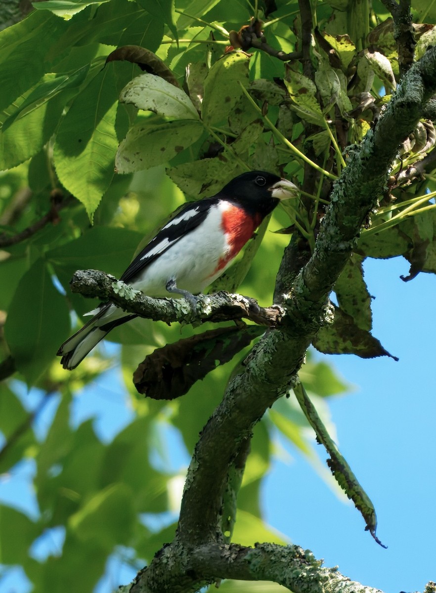 Rose-breasted Grosbeak - ML637855526