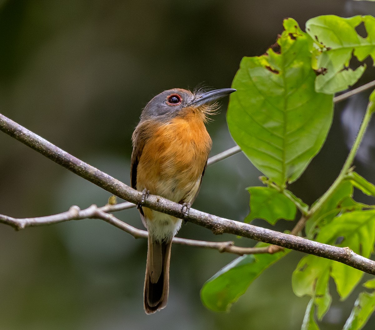 Gray-cheeked Nunlet - ML637855527