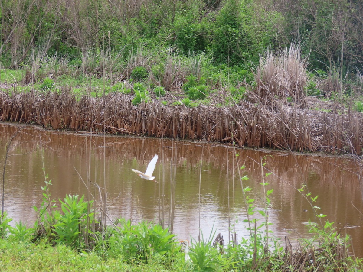 Western Cattle-Egret - ML637855529