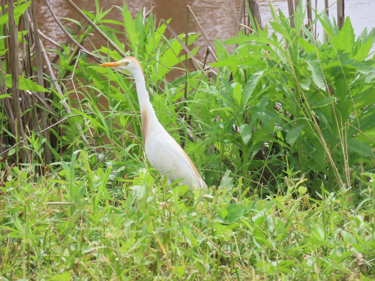 Western Cattle-Egret - ML637855530
