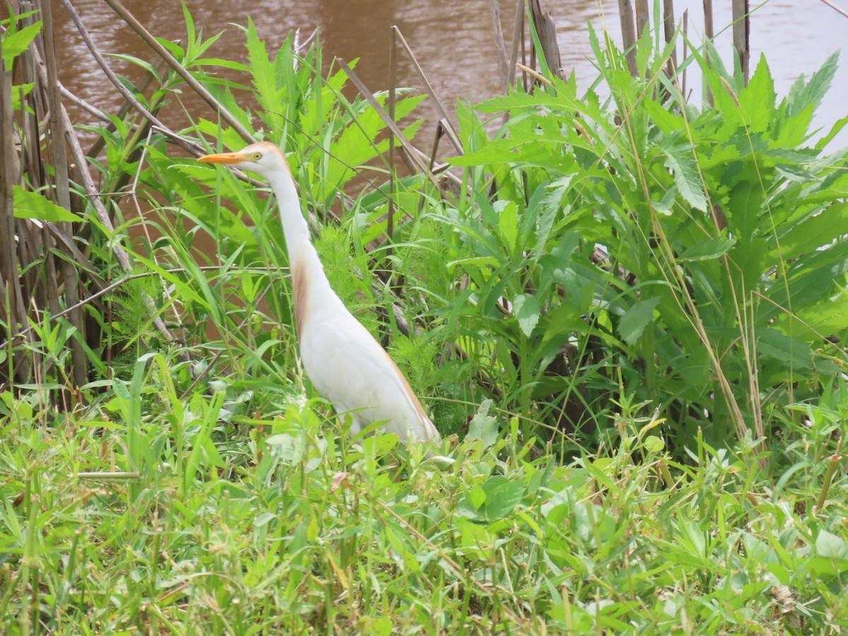 Western Cattle-Egret - ML637855531