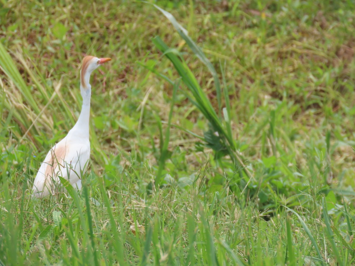 Western Cattle-Egret - ML637855532