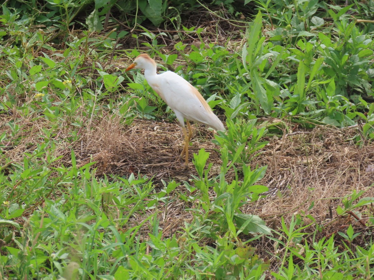 Western Cattle-Egret - ML637855534