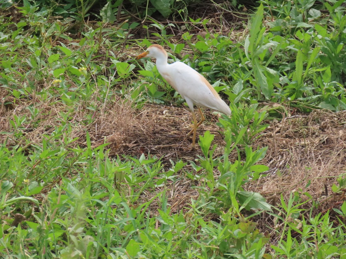 Western Cattle-Egret - ML637855535