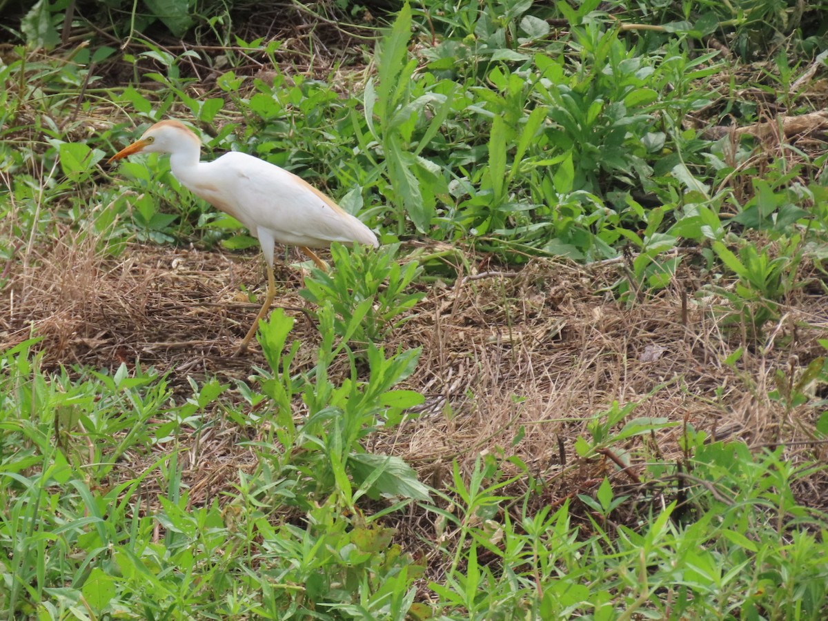 Western Cattle-Egret - ML637855536