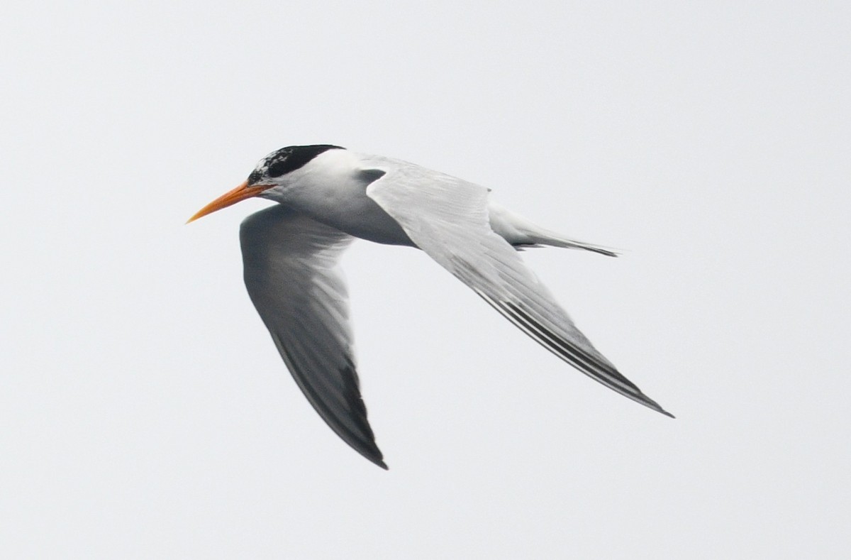 Elegant Tern - ML637855539