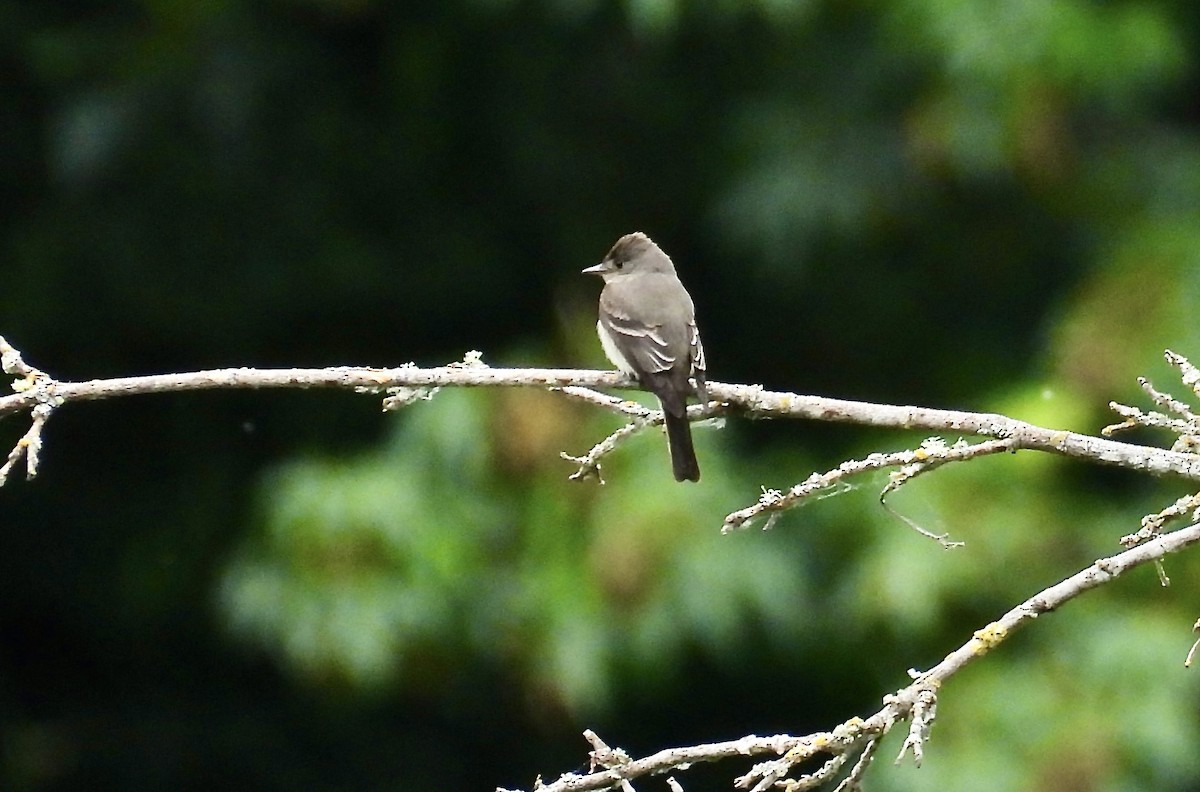 Western Wood-Pewee - ML637855540