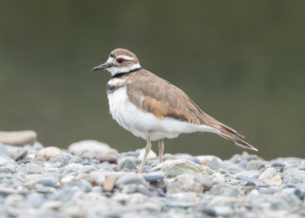 Killdeer - ML637855545