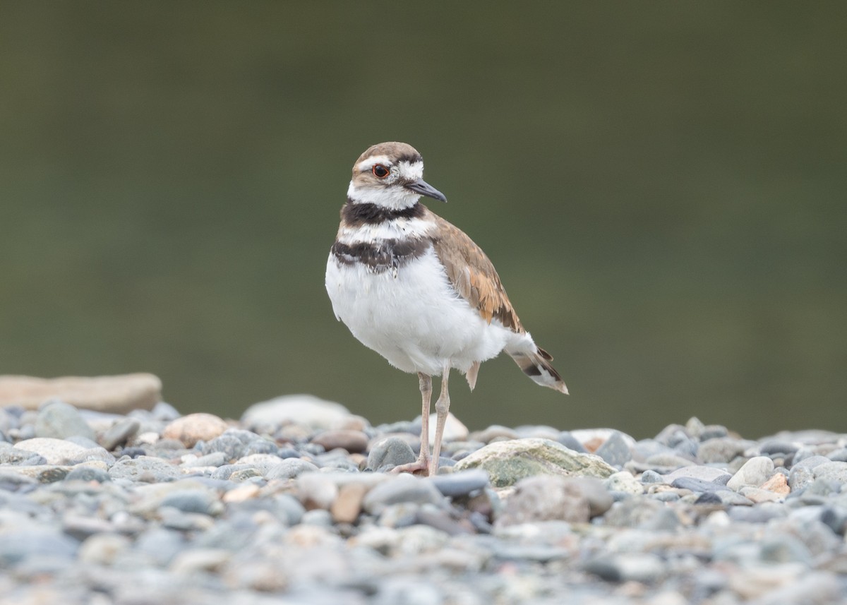 Killdeer - ML637855546