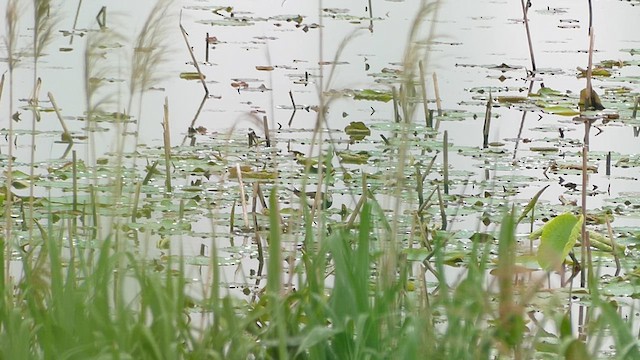 Pheasant-tailed Jacana - ML637855554