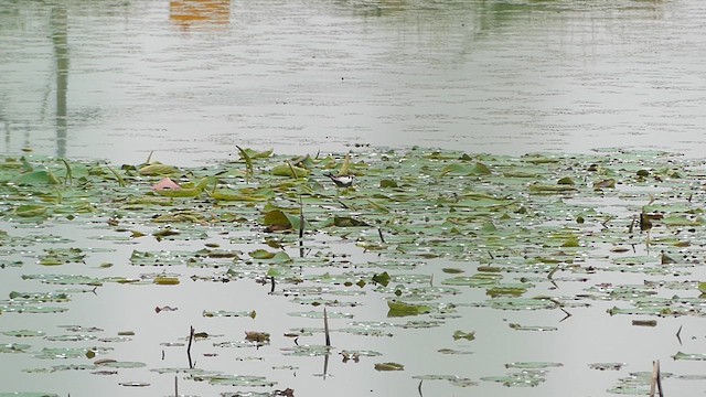 Pheasant-tailed Jacana - ML637855555
