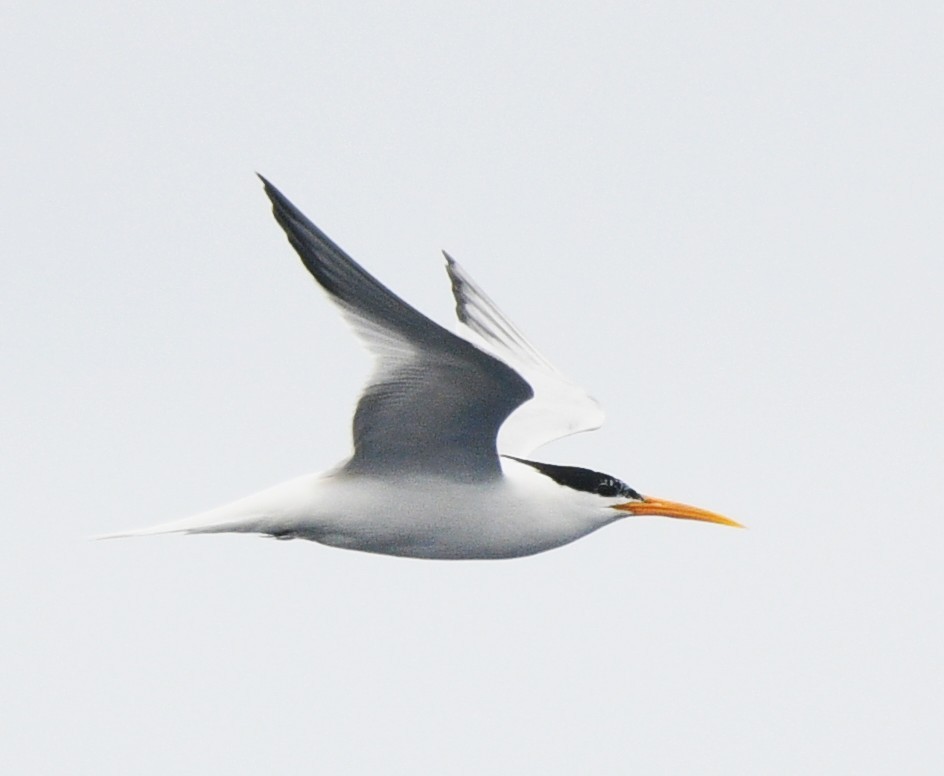 Elegant Tern - ML637855574