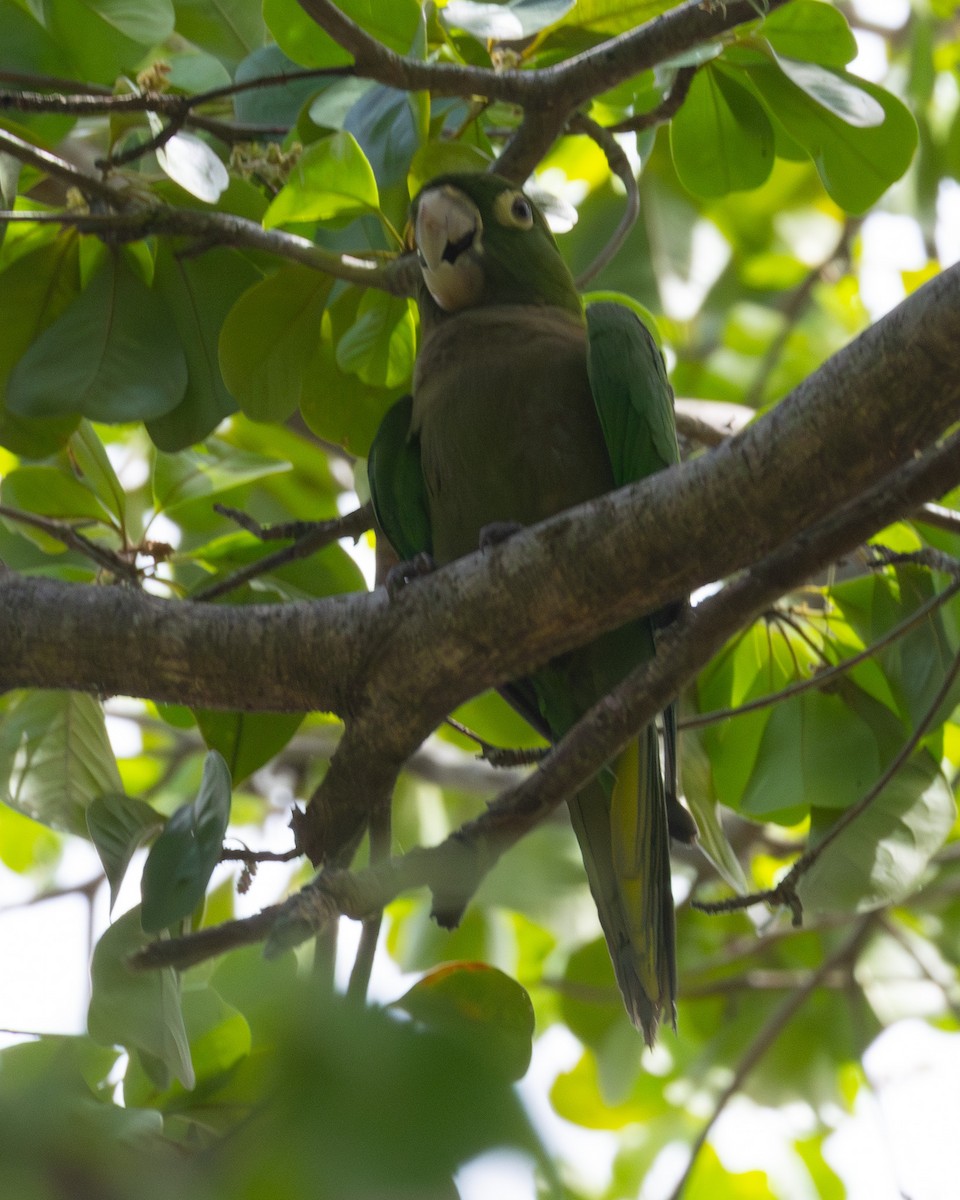 Olive-throated Parakeet (Jamaican) - ML637855648