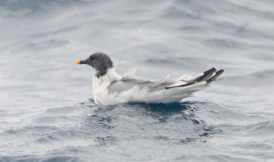 Sabine's Gull - ML637855653