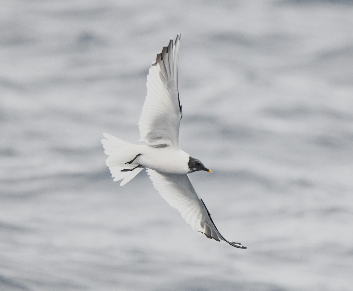 Sabine's Gull - ML637855699
