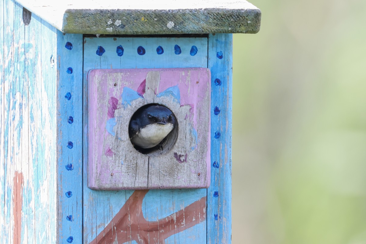 Древесная ласточка - ML637855709