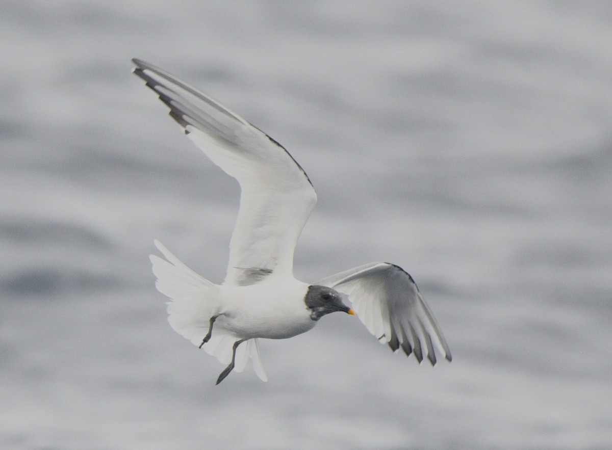 Sabine's Gull - ML637855712
