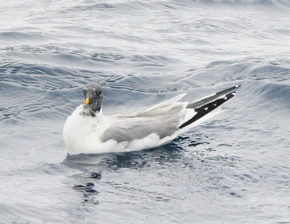 Sabine's Gull - ML637855750