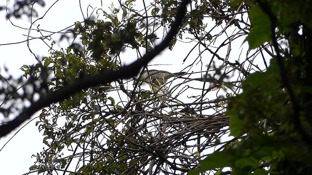 Tiger Shrike - ML637855751