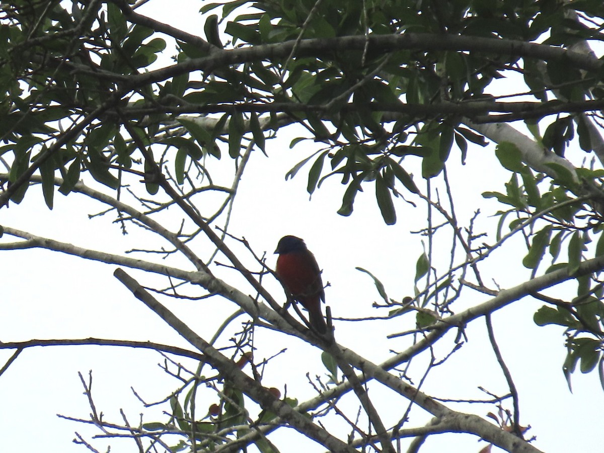 Painted Bunting - ML637855758