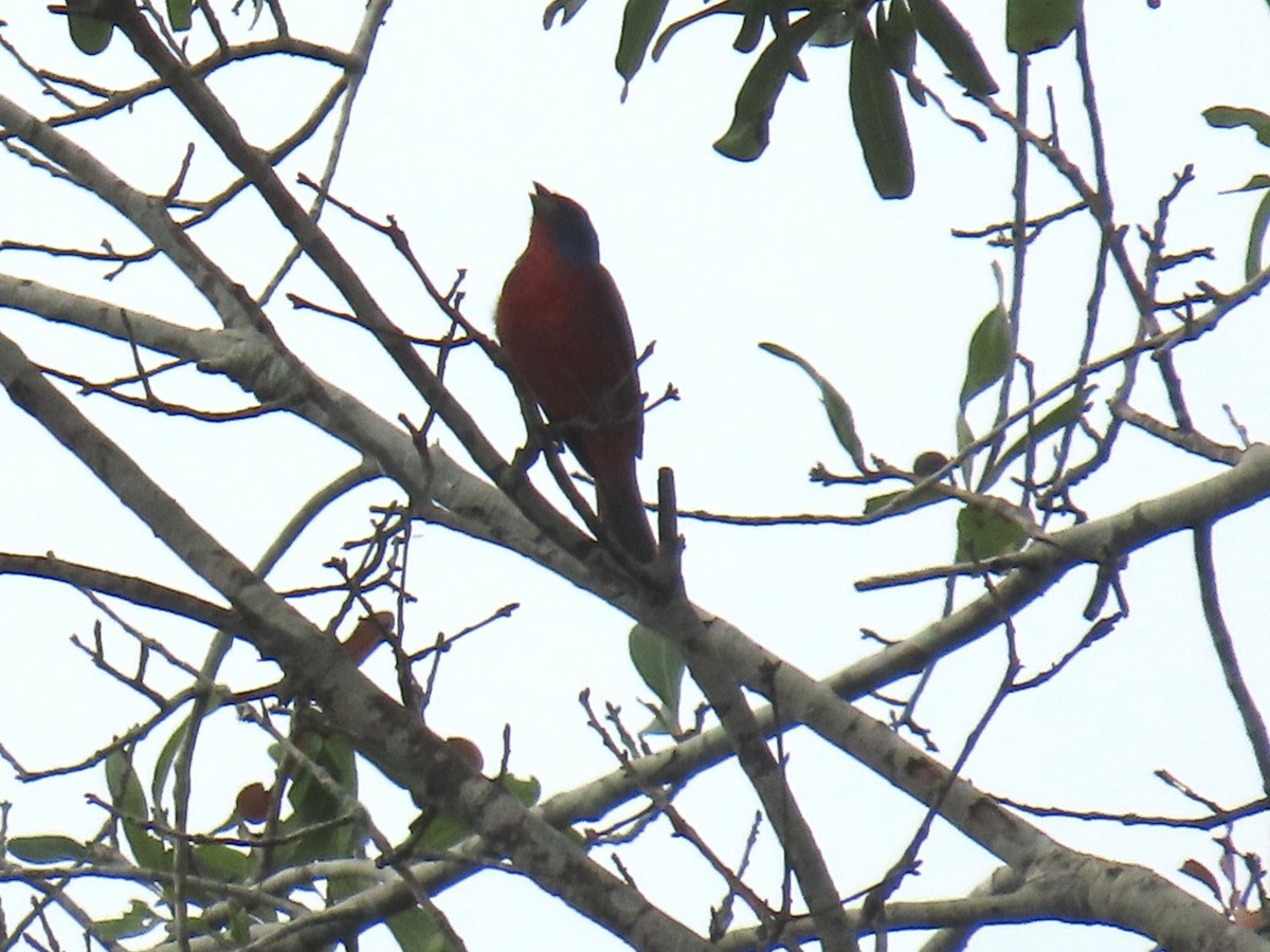Painted Bunting - ML637855759