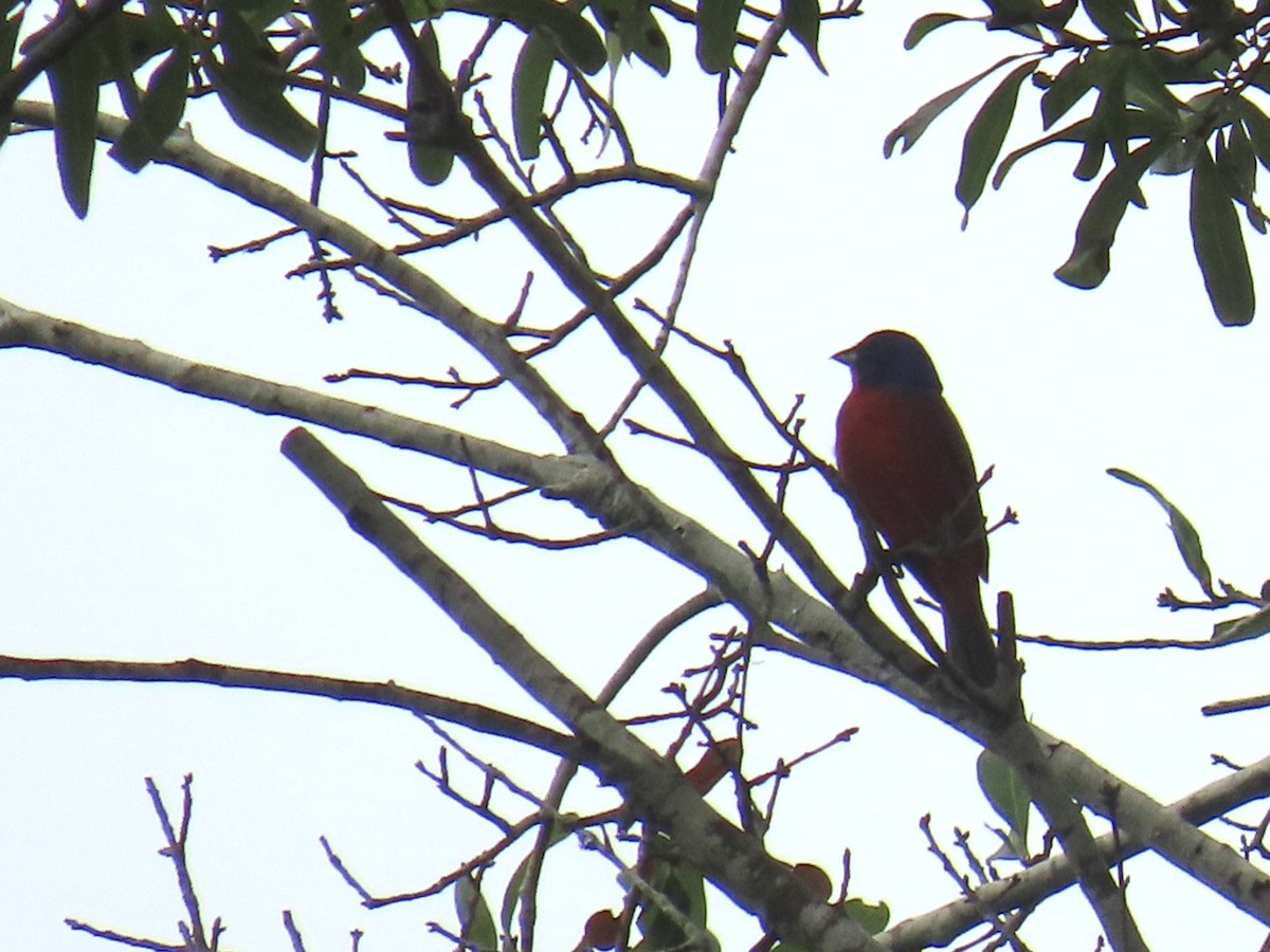 Painted Bunting - ML637855760
