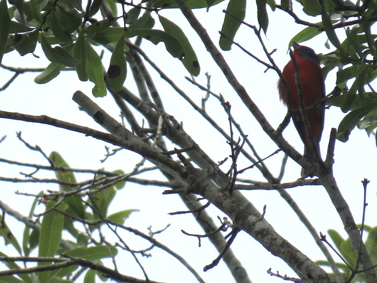 Painted Bunting - ML637855763
