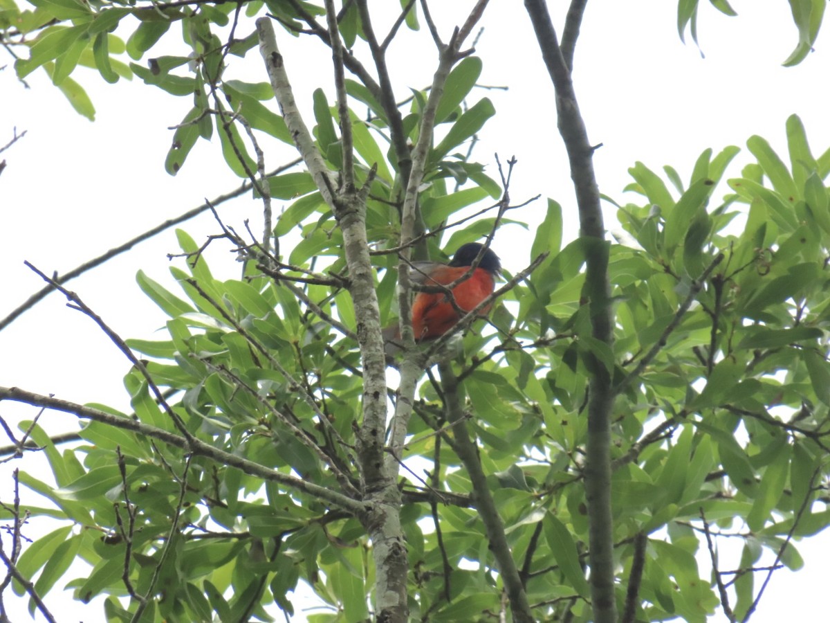 Painted Bunting - ML637855766