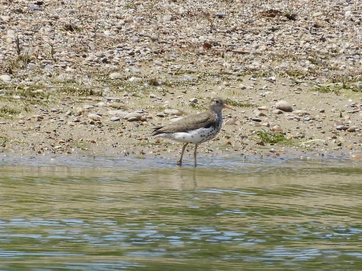 Spotted Sandpiper - ML637855769