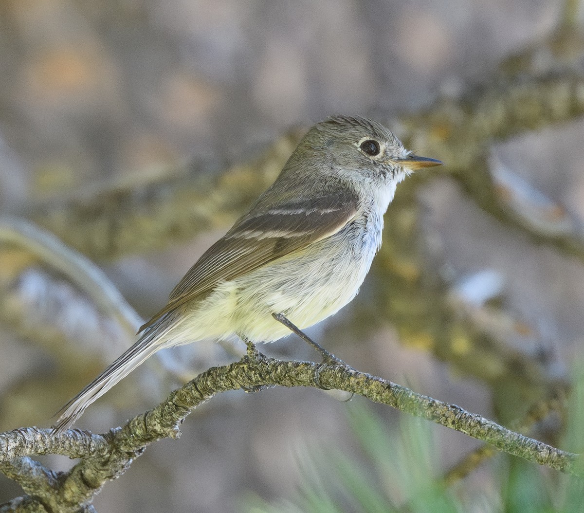 Dusky Flycatcher - ML637855771