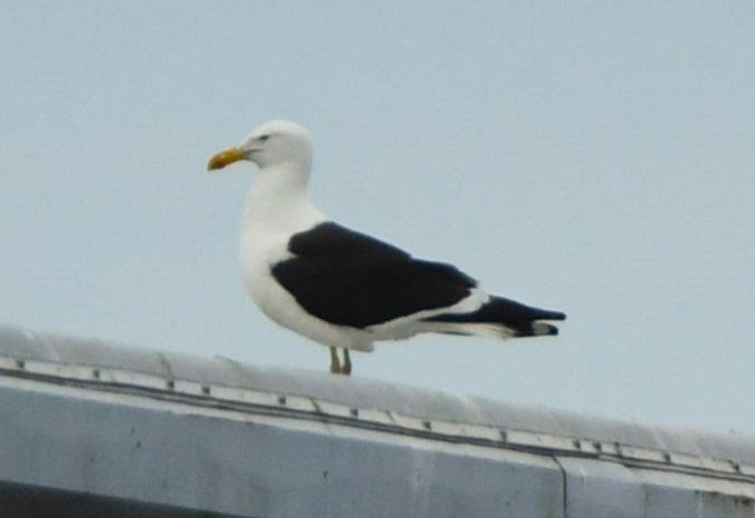 Kelp Gull - ML637855781