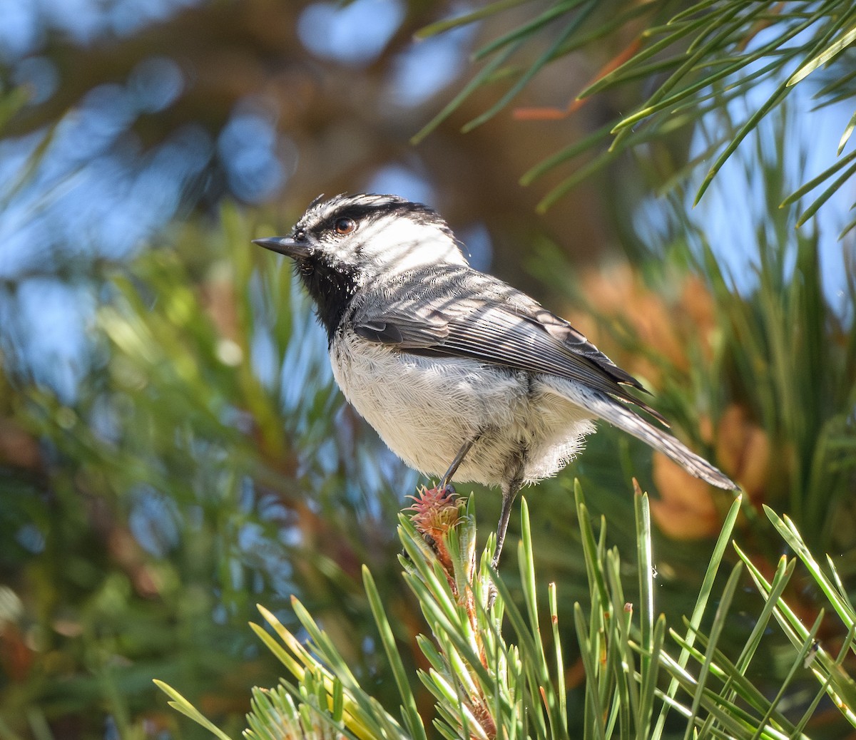Mountain Chickadee - ML637855782