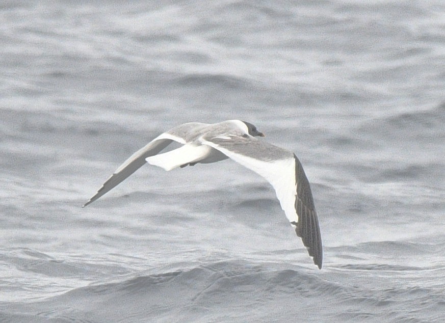 Sabine's Gull - ML637855783