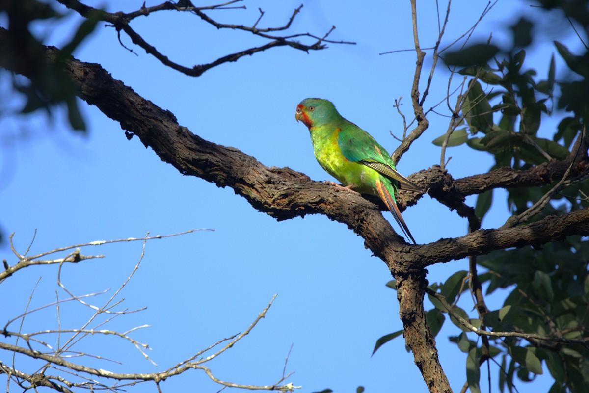Swift Parrot - ML637855784