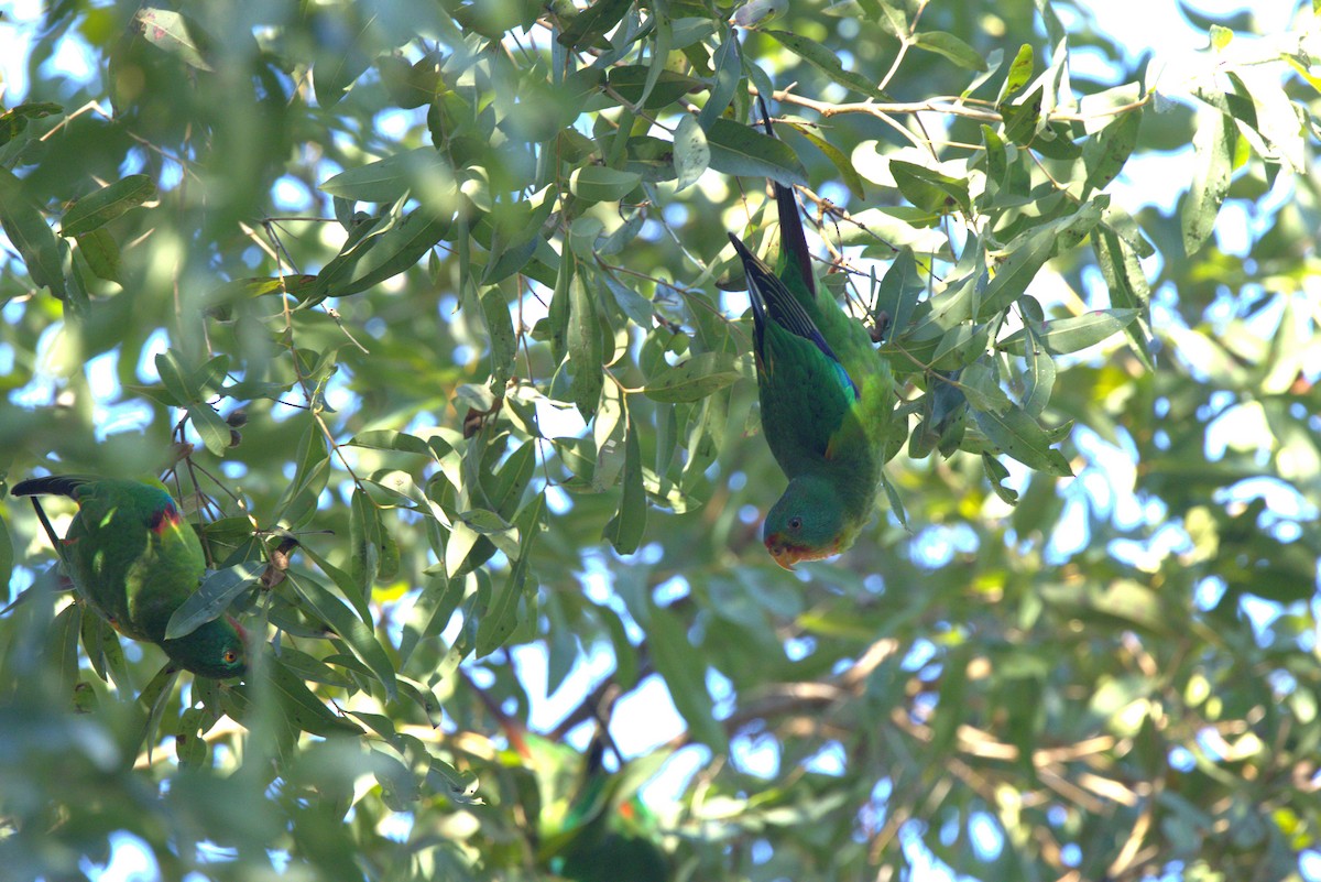 Swift Parrot - ML637855785