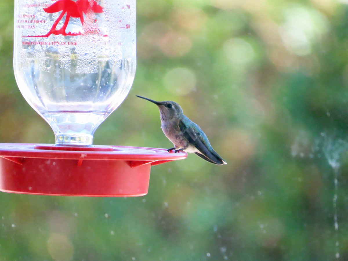 Anna's Hummingbird - ML637855786
