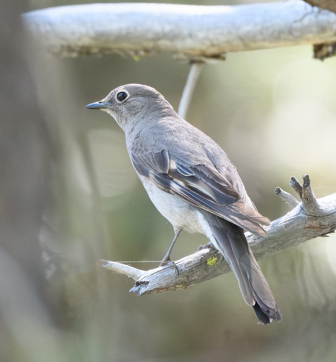 Townsend's Solitaire - ML637855796