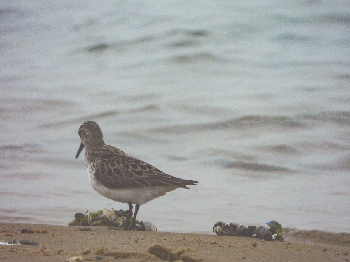 Semipalmated Sandpiper - ML637855797