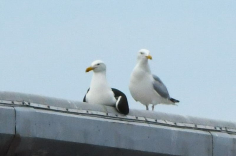 Kelp Gull - ML637855799