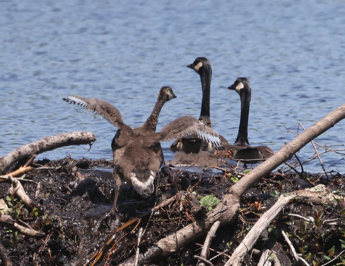 Canada Goose - ML637855801