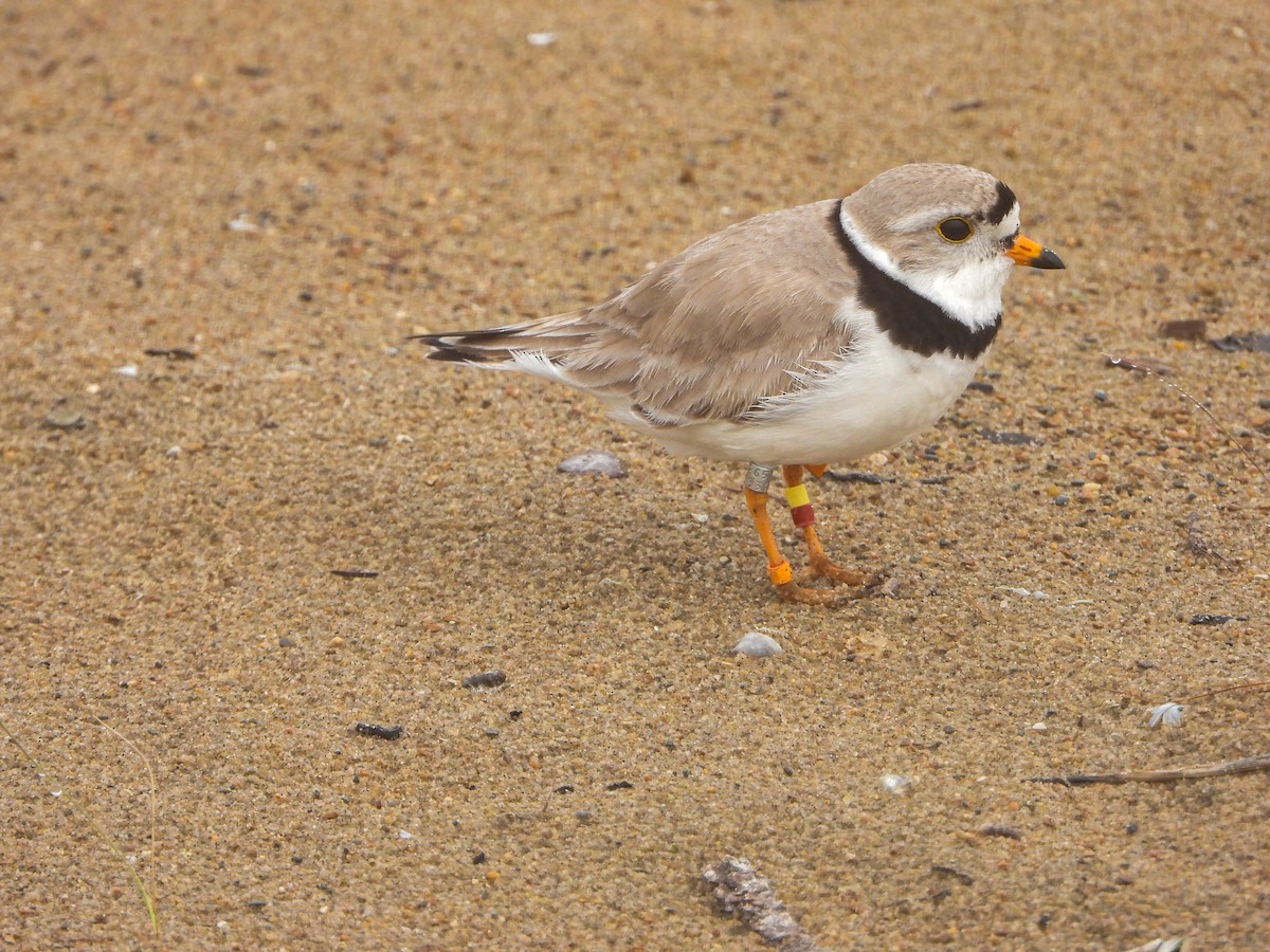 Piping Plover - ML637855805
