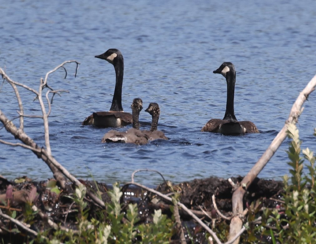 Canada Goose - ML637855806