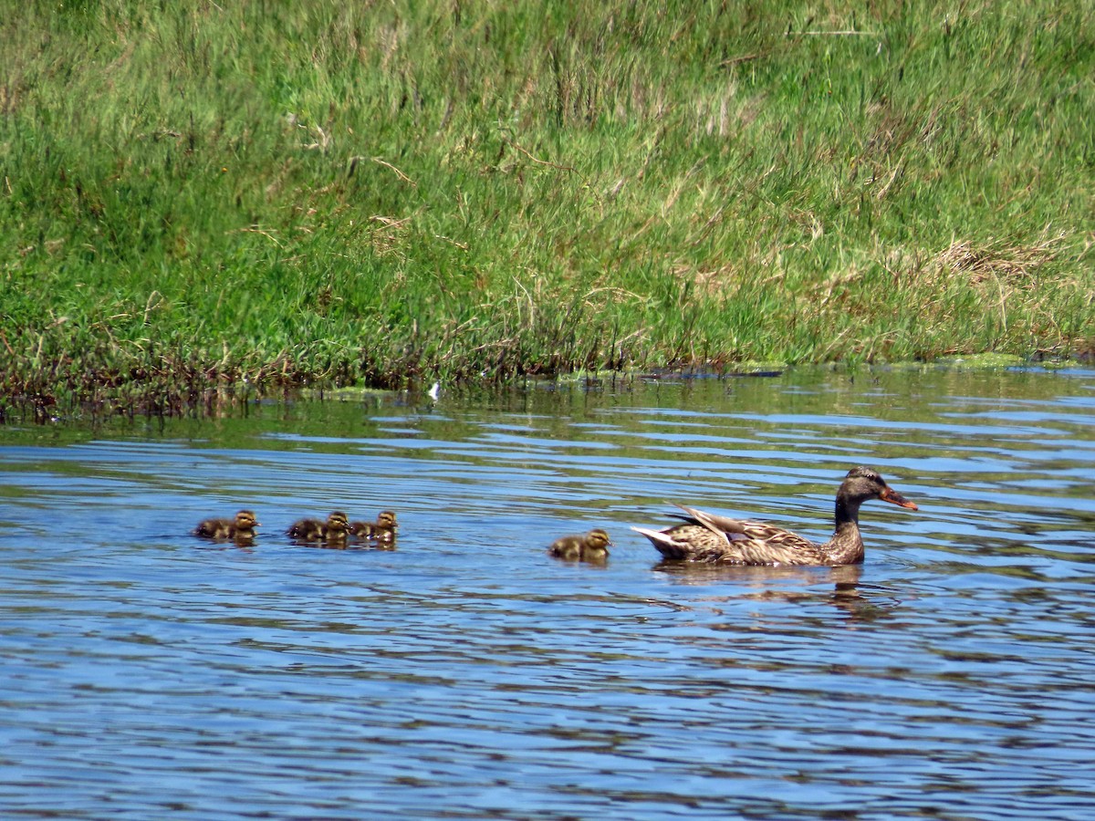 Mallard - ML637855814