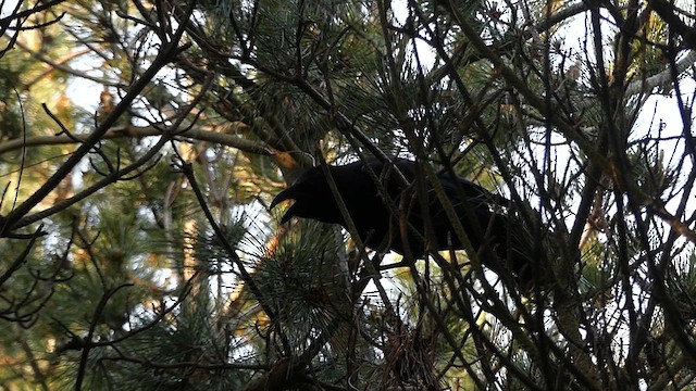 Large-billed Crow - ML637855816