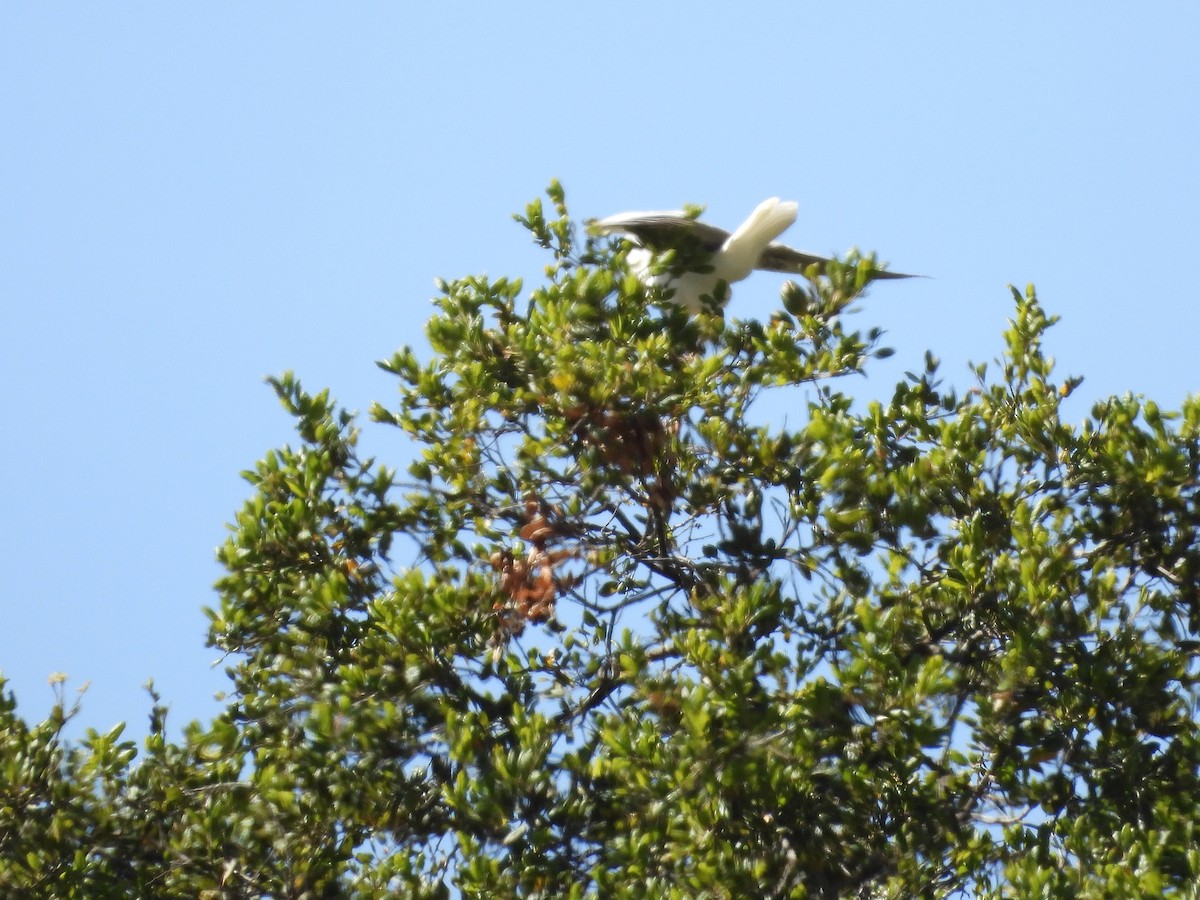 White-tailed Kite - ML637855817