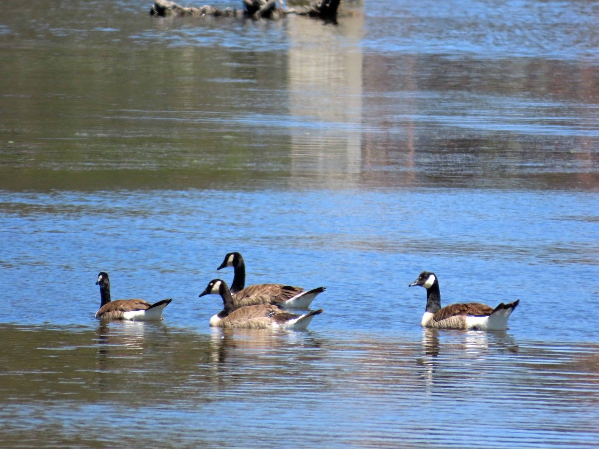 Canada Goose - ML637855820